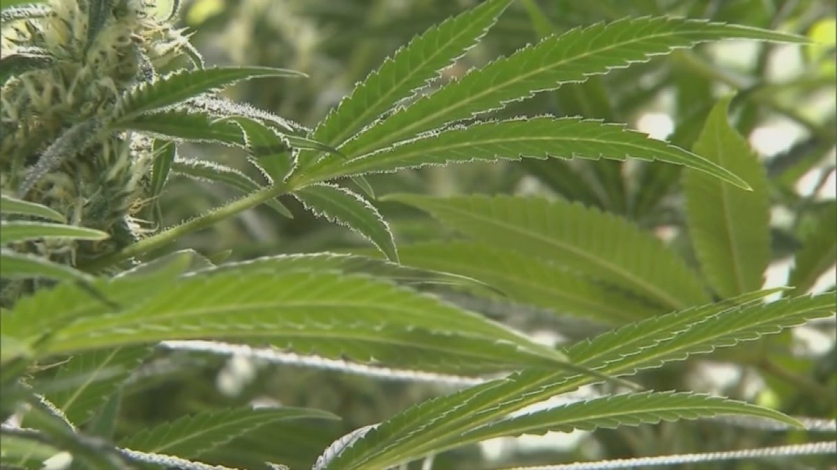 As Election Day Nears, Debate Over Marijuana Heats Up